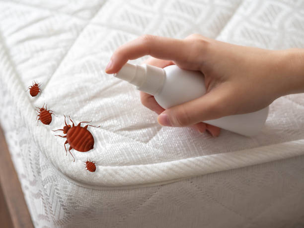 Best Local Pest Control Services  in Andrews, SC