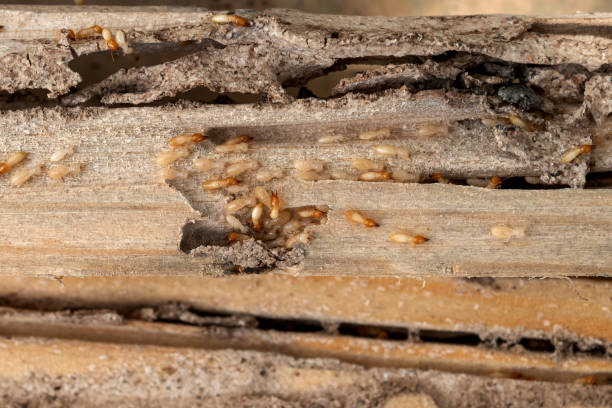 Best Pest Prevention Services  in Andrews, SC